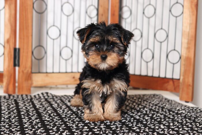 Alfred- Entertaining Little Male ACA Yorkie Puppy