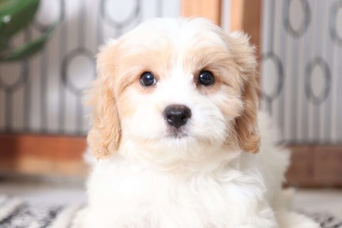 Alfred - Cuddly Male Cavachon Puppy - Image 2