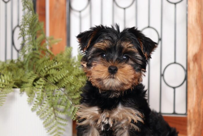 Alfred- Entertaining Little Male ACA Yorkie Puppy - Image 2