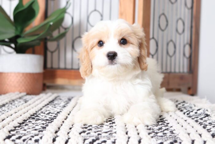 Alfred - Cuddly Male Cavachon Puppy - Image 3