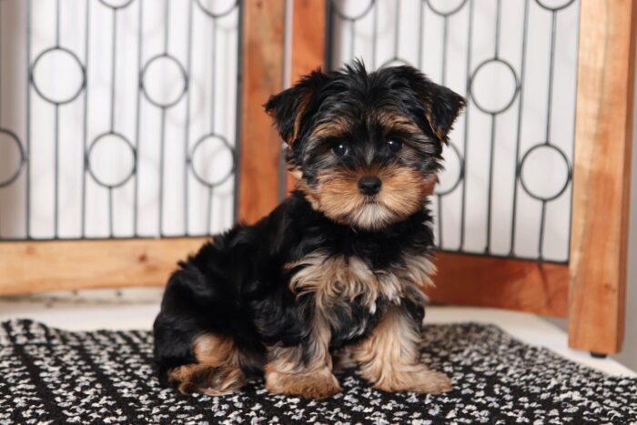Alfred- Entertaining Little Male ACA Yorkie Puppy - Image 3