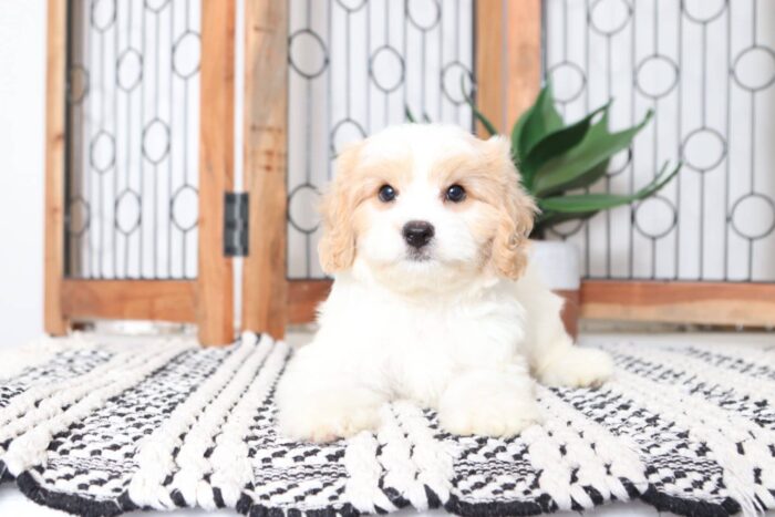 Alfred - Cuddly Male Cavachon Puppy - Image 4