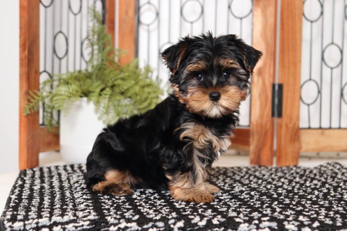 Alfred- Entertaining Little Male ACA Yorkie Puppy - Image 4