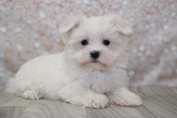 Allegra-Adventurous AKC Female Maltese Puppy
