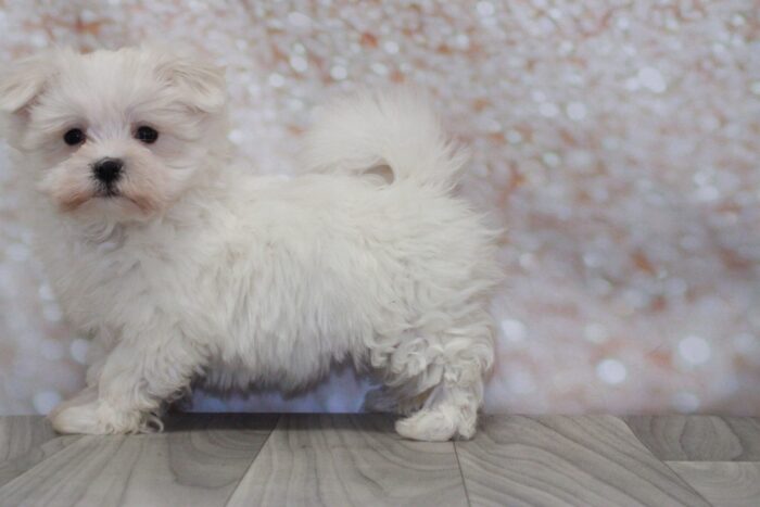 Allegra-Adventurous AKC Female Maltese Puppy - Image 2
