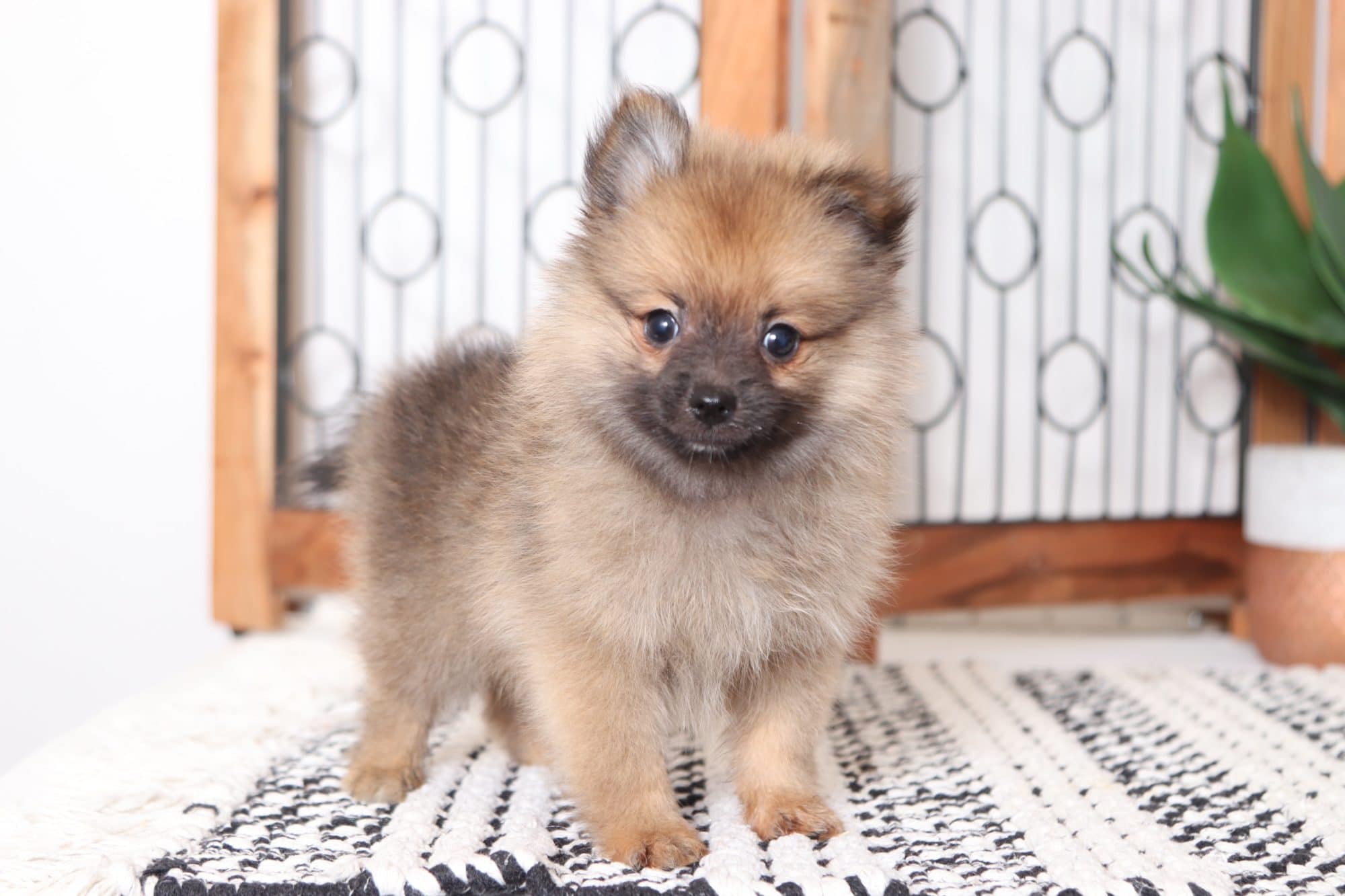 Allen - Handsome Male Toy ACA Pomeranian Puppy