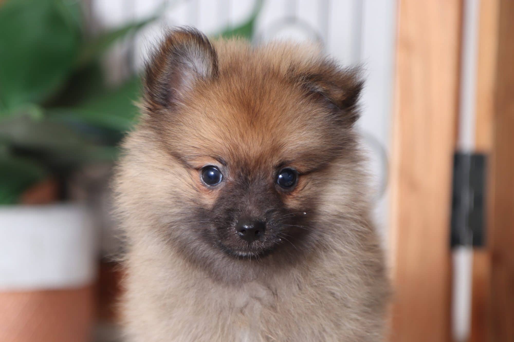 Allen - Handsome Male Toy ACA Pomeranian Puppy - Image 2