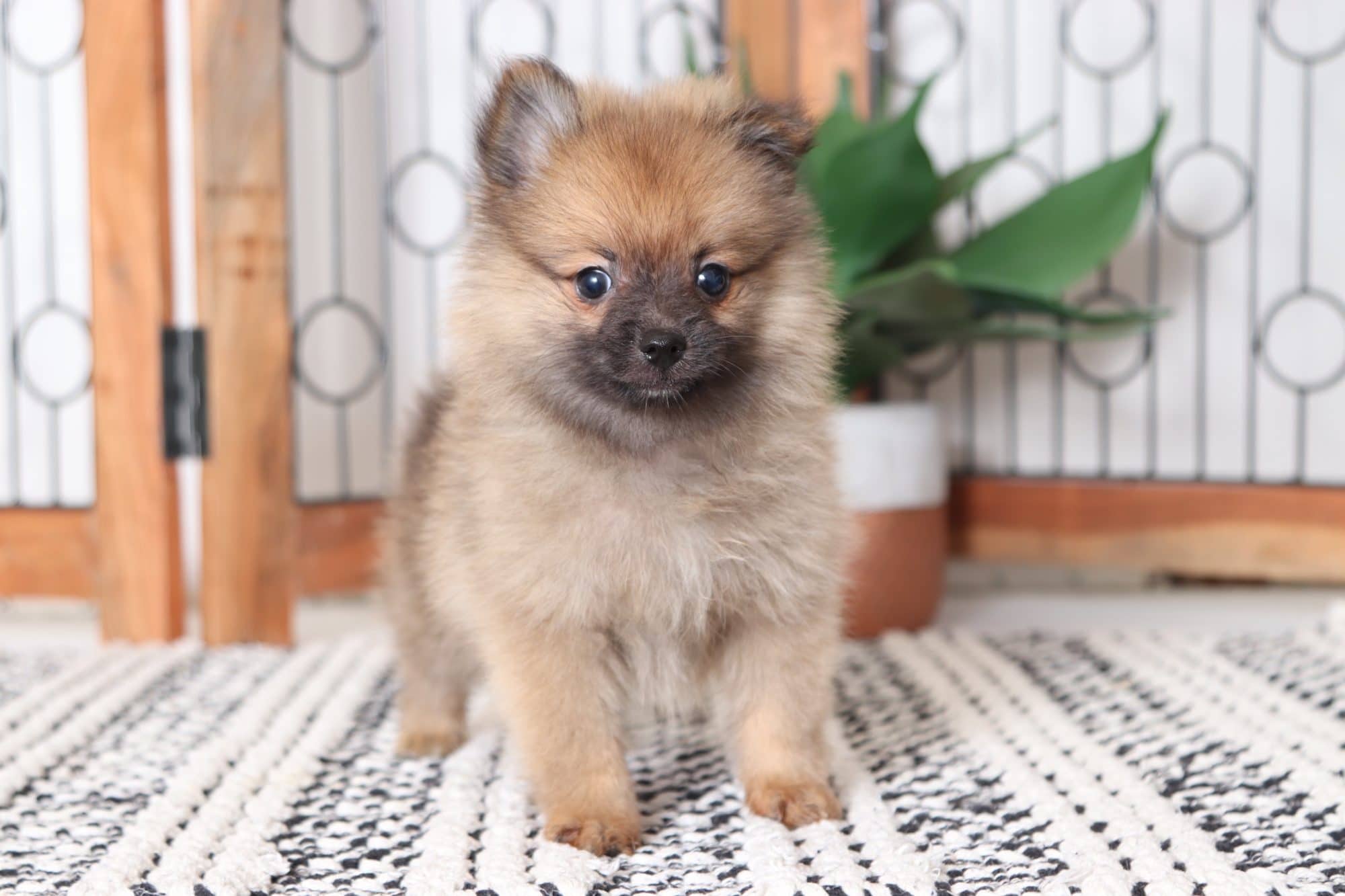 Allen - Handsome Male Toy ACA Pomeranian Puppy - Image 3