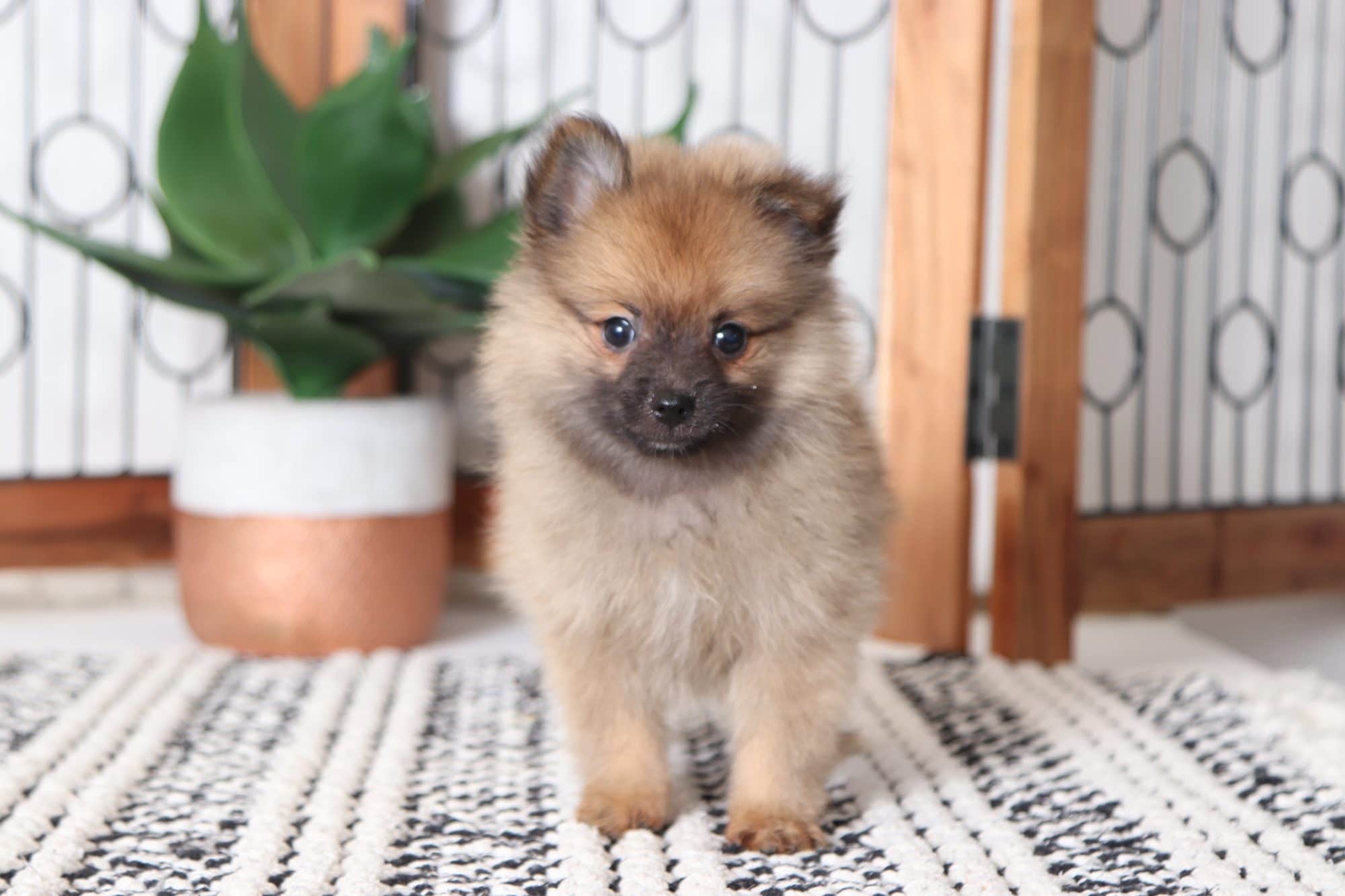 Allen - Handsome Male Toy ACA Pomeranian Puppy - Image 4