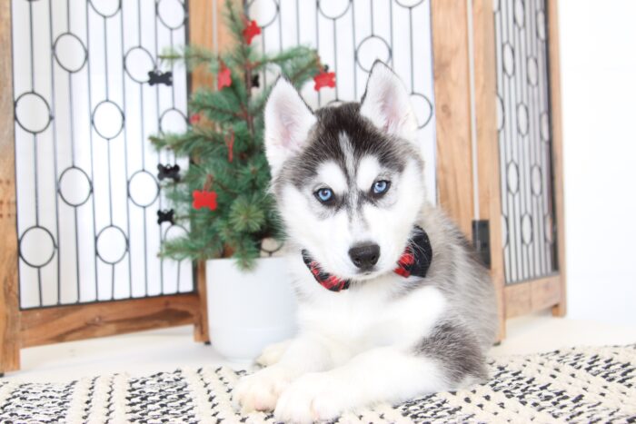 Alonzo- Cool Male AKC Husky Puppy - Image 2
