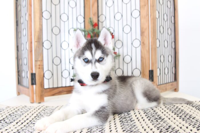 Alonzo- Cool Male AKC Husky Puppy - Image 3