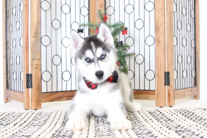 Alonzo- Cool Male AKC Husky Puppy - Image 4