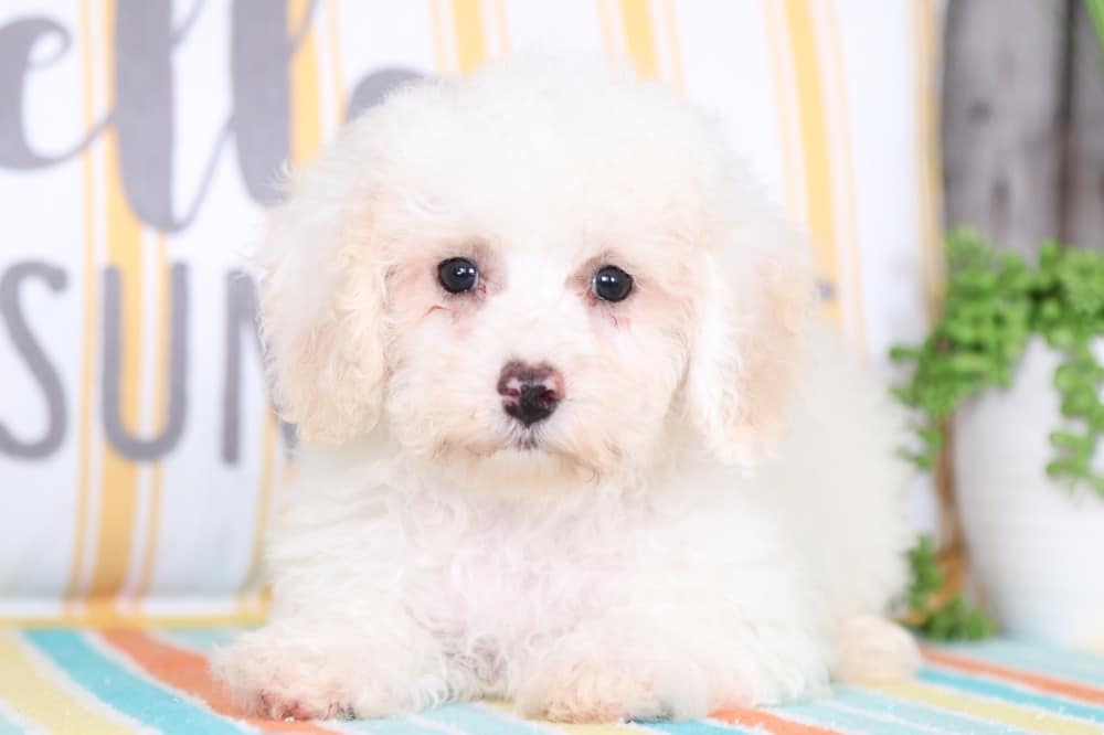 Amber - Cute Poochon Puppy