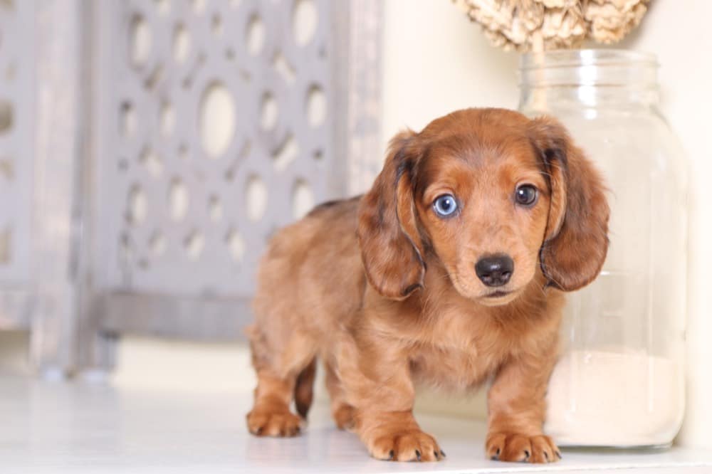 Amber Cute Long Haired Dachshund