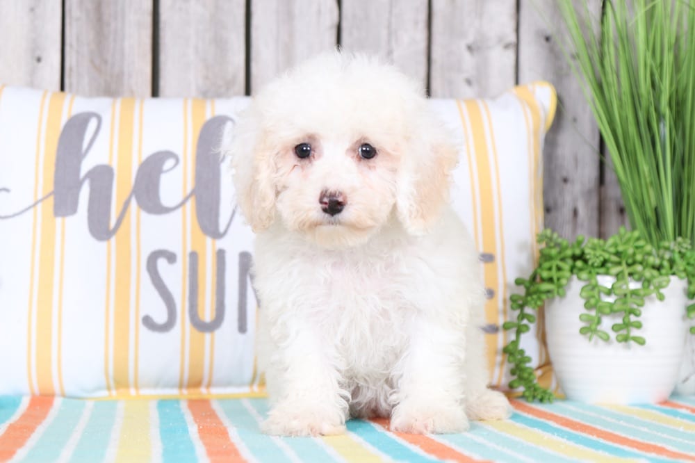 Amber - Cute Poochon Puppy - Image 3