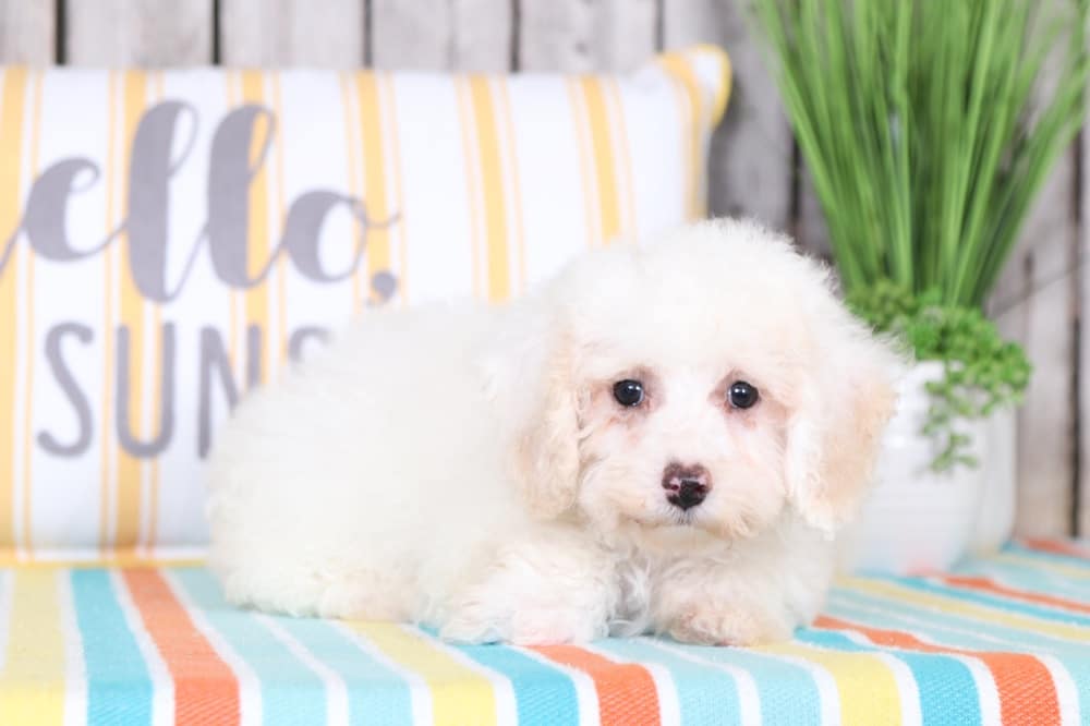 Amber - Cute Poochon Puppy - Image 2