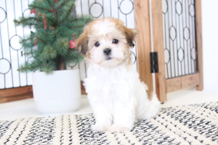 Amelia- Beautiful Female Teddy Bear Puppy