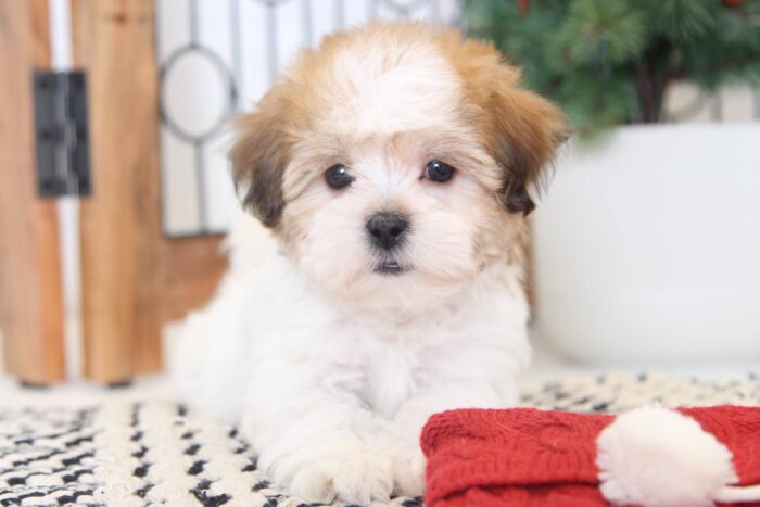 Amelia- Beautiful Female Teddy Bear Puppy - Image 2