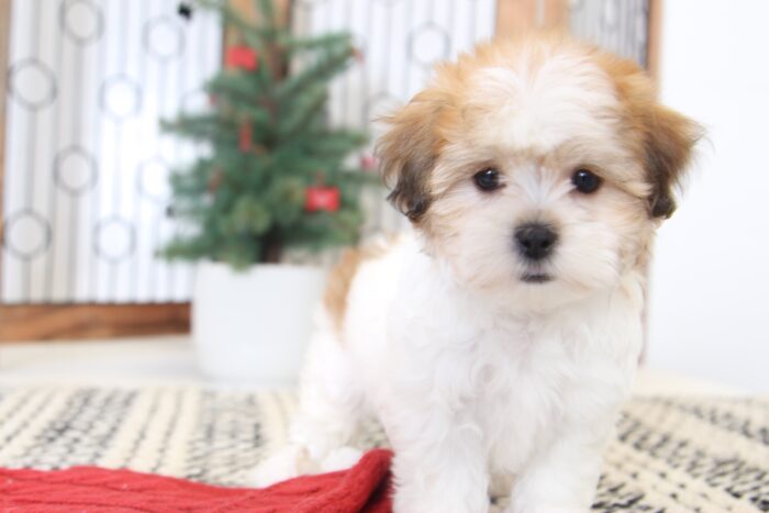 Amelia- Beautiful Female Teddy Bear Puppy - Image 4