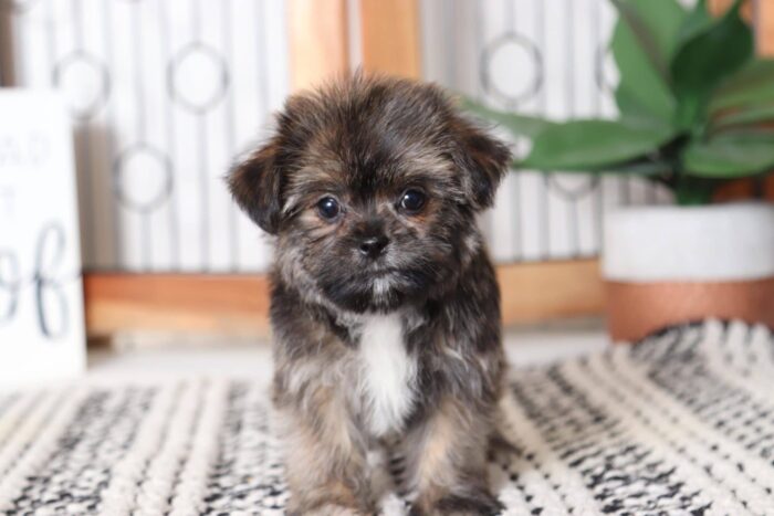 Amy - Precious Female Shorkie Puppy