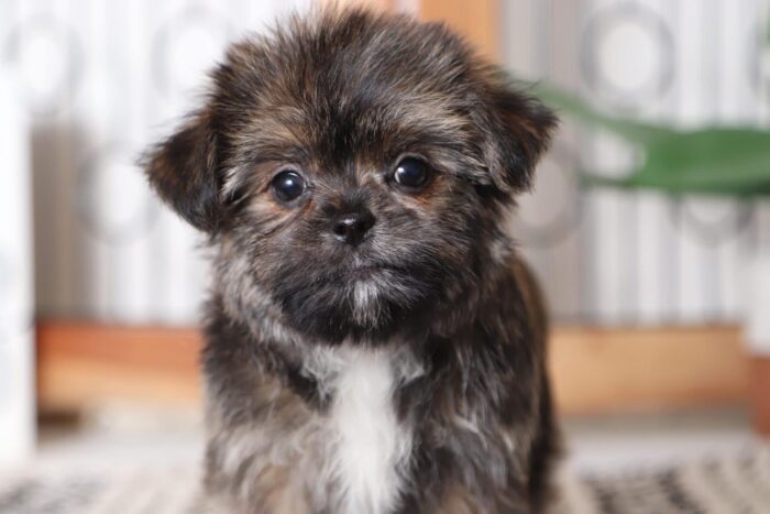Amy - Precious Female Shorkie Puppy - Image 2