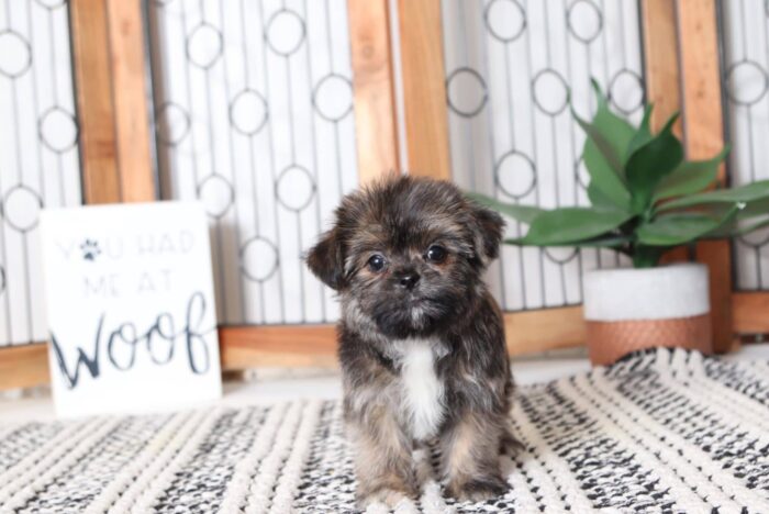 Amy - Precious Female Shorkie Puppy - Image 3