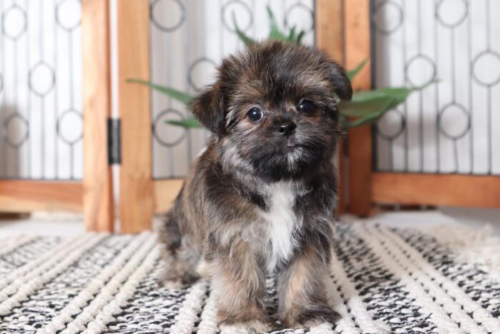Amy - Precious Female Shorkie Puppy - Image 4