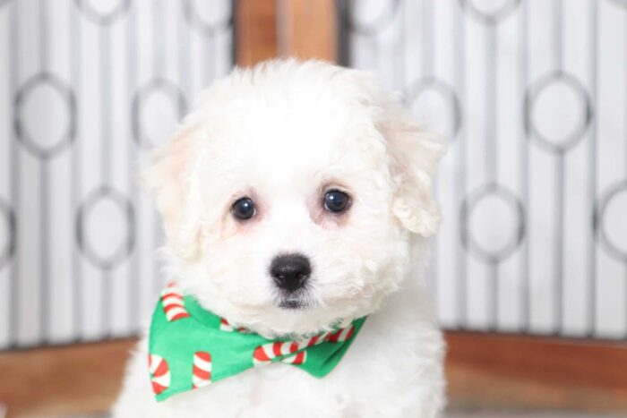 Andy - Amazing Little Male Bichon Puppy - Image 2