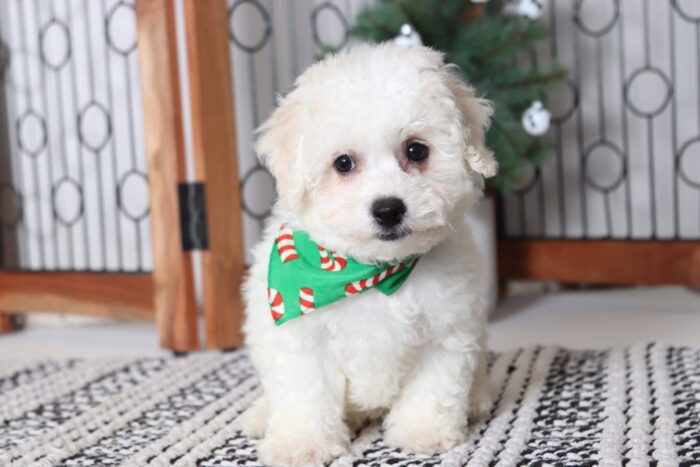 Andy - Amazing Little Male Bichon Puppy - Image 3