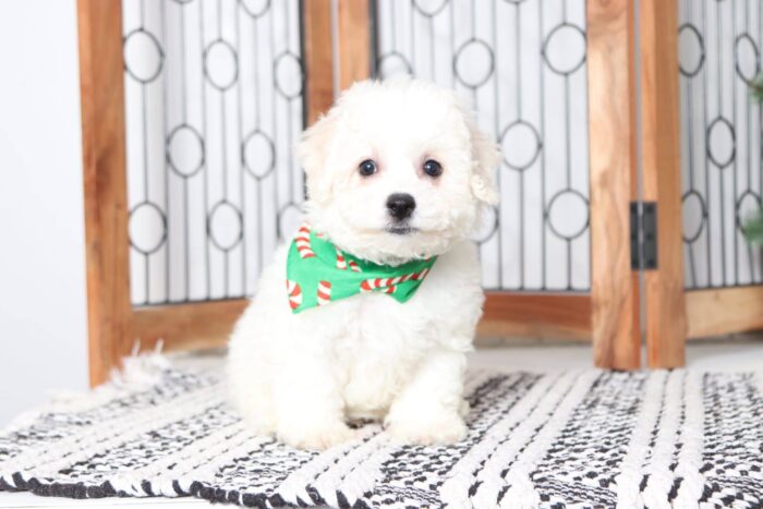 Andy - Amazing Little Male Bichon Puppy - Image 4