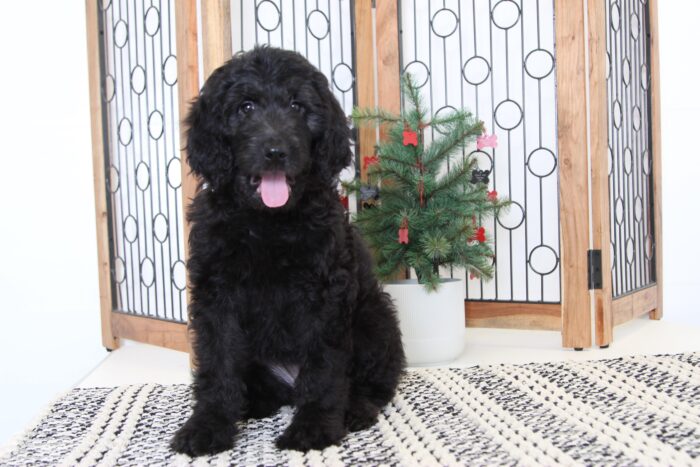 Angel- Awesome Female Goldendoodle Puppy