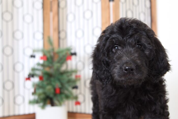 Angel- Awesome Female Goldendoodle Puppy - Image 2