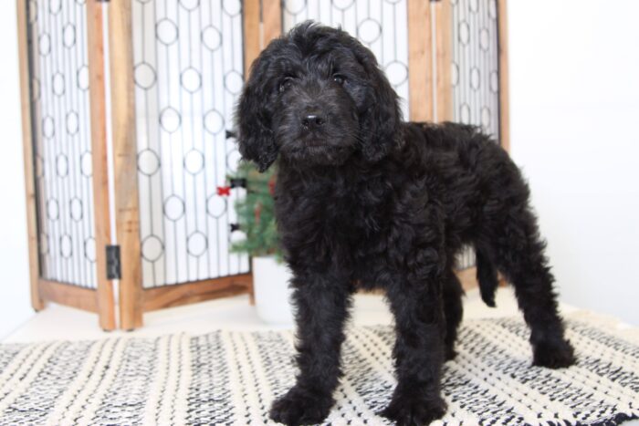 Angel- Awesome Female Goldendoodle Puppy - Image 3