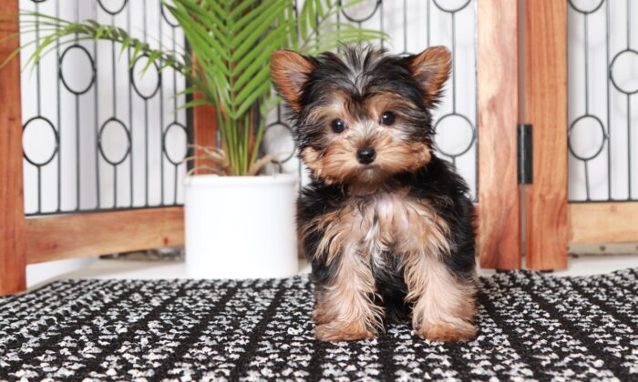 Angel - Stunning Female Toy AKC Yorkie Puppy - Image 5