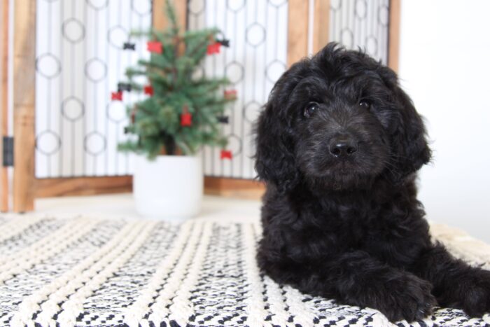 Angel- Awesome Female Goldendoodle Puppy - Image 4