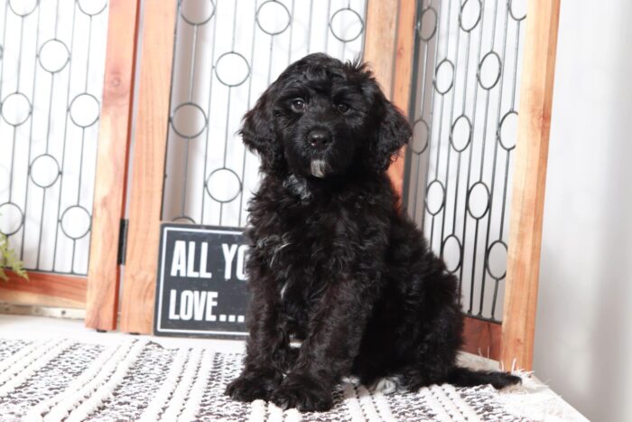 Angie- Calm Little Black Portadoodle Puppy - Image 4