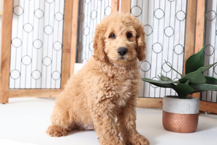 Anson- Spunky Little Male F1B Mini Goldendoodle Puppy