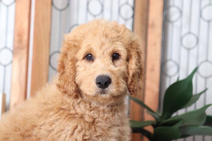 Anson- Spunky Little Male F1B Mini Goldendoodle Puppy - Image 2
