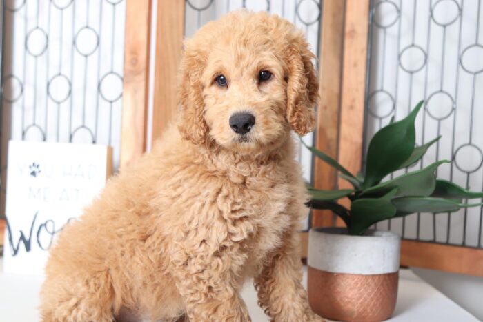 Anson- Spunky Little Male F1B Mini Goldendoodle Puppy - Image 3