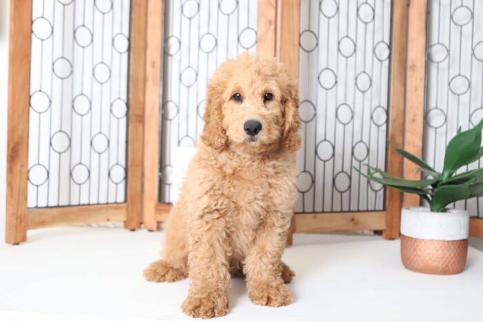 Anson- Spunky Little Male F1B Mini Goldendoodle Puppy - Image 4