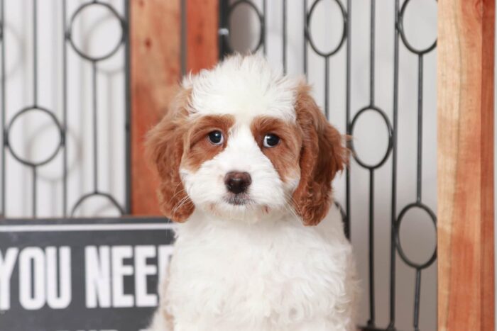 Anthony - Perfect Little Red/White Male Cavapoo Puppy - Image 3