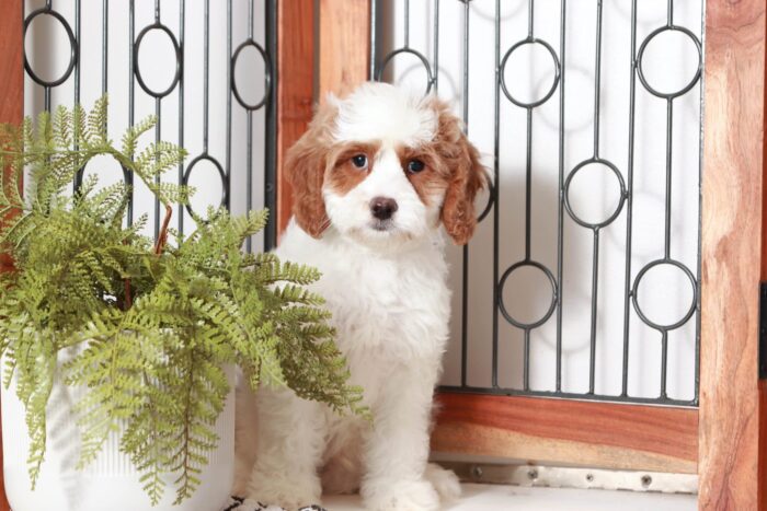 Anthony - Perfect Little Red/White Male Cavapoo Puppy
