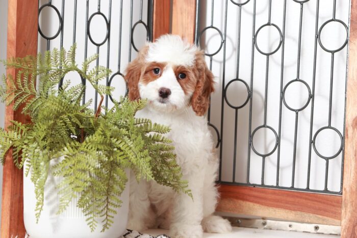 Anthony - Perfect Little Red/White Male Cavapoo Puppy - Image 2