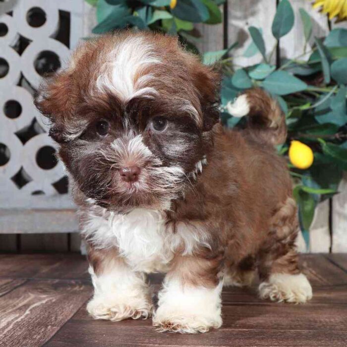 Apache - Male Havanese - Image 5
