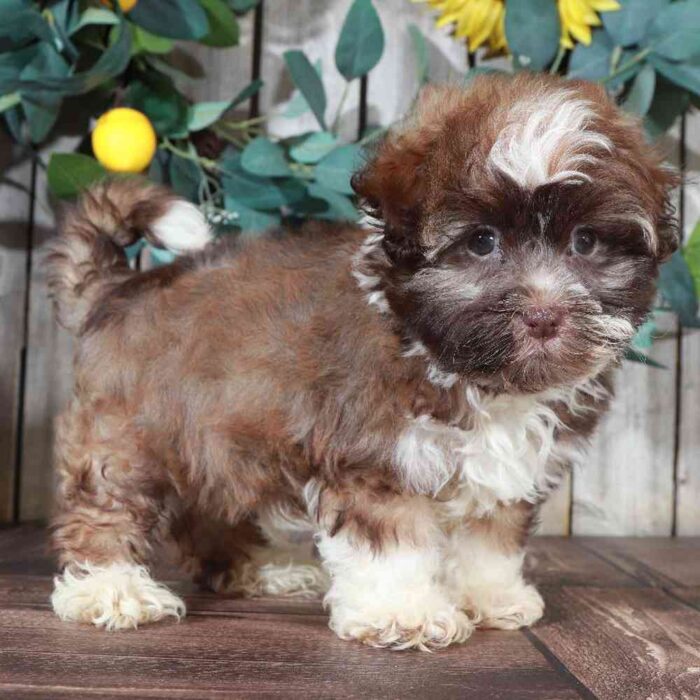 Apache - Male Havanese - Image 4