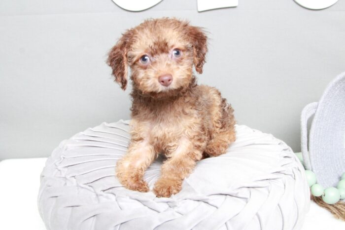 Apache- Bold Brown Male Cavapoo Puppy - Image 3