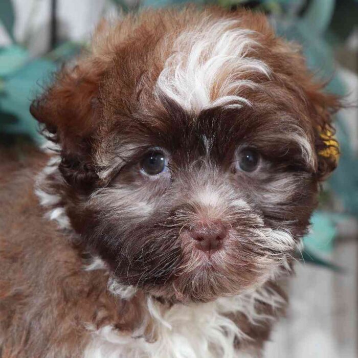 Apache - Male Havanese - Image 3