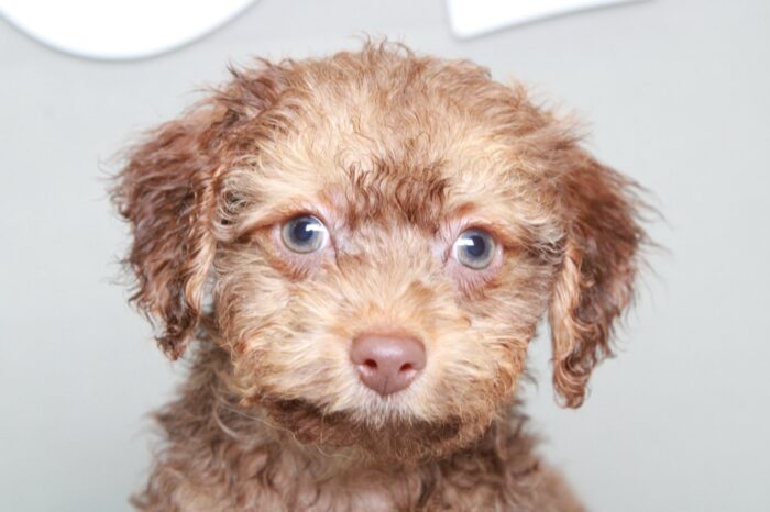 Apache- Bold Brown Male Cavapoo Puppy - Image 2