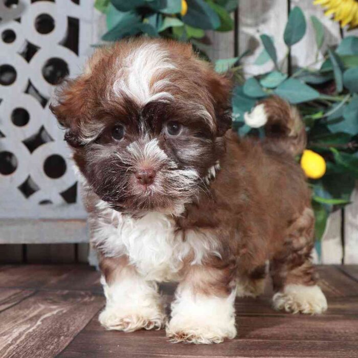 Apache - Male Havanese