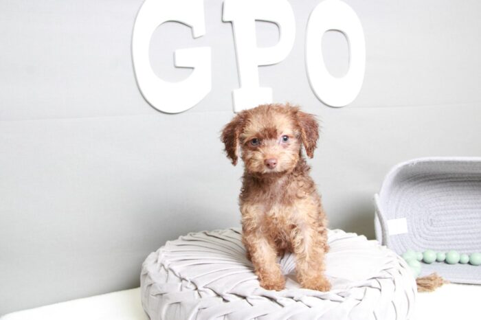 Apache- Bold Brown Male Cavapoo Puppy - Image 7